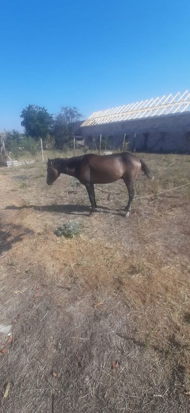 qarabağ atı satılır v Azərbaycan | Xalçalar: Təcili satlir
