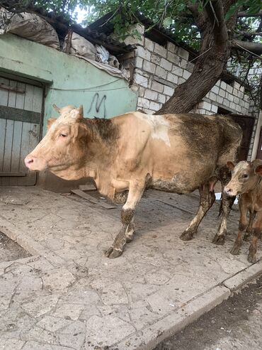 simmental inək satılır: Самка, Simental, лет: 2