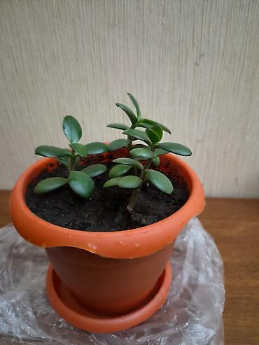 дерево: Crassula ovata (Pul ağacı) Bitki tam sağlamdır, zərərvericilər — 1