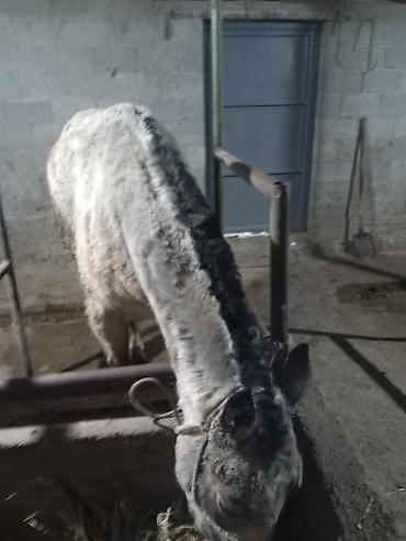 Лошади, кони: Продаю | Конь (самец) | Полукровка | Рабочий — 4