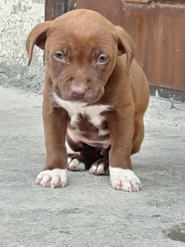 ıtler: Pitbul, 1 ay, Dişi