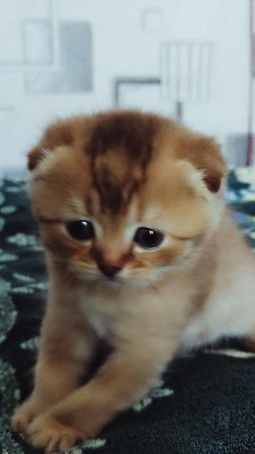 кошка веслоухий: Шотландский вислоухий котёнок (Scottish Fold) - Окрас: тёплый — 3