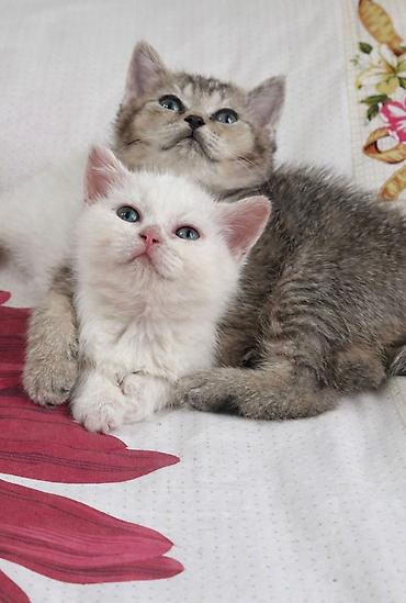 Кошки: Ev pişiyi balaları – ağ və tünd krem rənglərdə, mavi gözlü - Növ: ev — 5