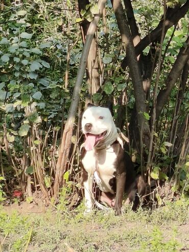 ит мурун: Pitbul, 1 il, Erkek, Peyvəndli, Pulsuz çatdırılma, Rayonlara çatdırılma