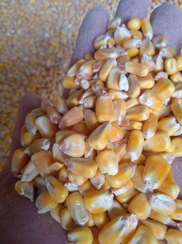 кукуруза в зерне: Кукуруза жугору оптом с доставкой от7 тонн