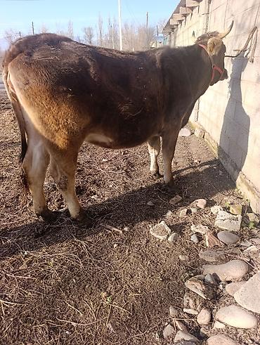 Коровы, быки: Продаю | Корова (самка) | Для молока | Привязанные — 8