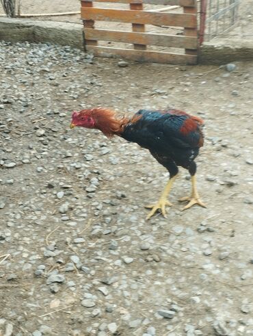 Xoruzlar: Aseel tipli uzunayaqlı cücərti/ceylək xoruz - Uzun və güclü sarı — 12