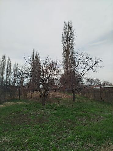 Продажа коттеджей и домов: Продается дом в г. Кара балта 17,5 соток. Мы посадили осенью новый — 28