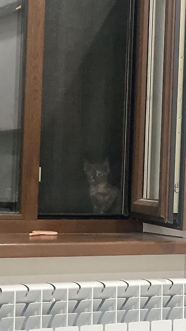 Прибился котёнок, отдадим в хорошие руки