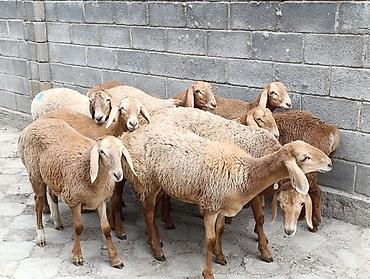 ак коён: Сатам | Козу | Арашан | Көбөйтүү үчүн | Токту — 4