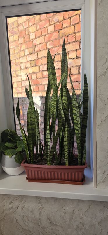 лимон комнатный купить: Сансевиерия (щучий хвост) в длинном прямоугольном кашпо. -