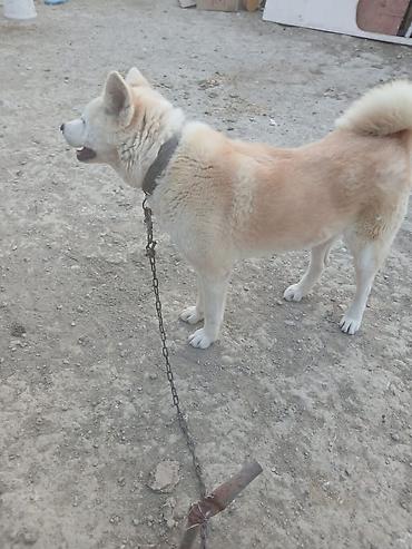 heyvan mal: Akita disidir 12 ayliq baxa bilmədiyim ucun satiram unva lokbatanda — 1
