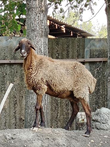 Qoyunlar – ət və yun istehsalı üçün - Növ: yerli qoyunlar (quzu/qoyun lalafo.az -da Qoyunlar – ət və yun istehsalı üçün - Növ: yerli qoyunlar (quzu/qoyun