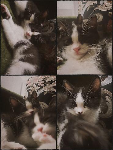 black cat: Отдам котят в добрые руки! Особенности: - Возраст — примерно 2–3 — 1