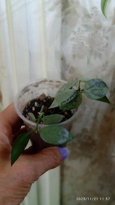 Хойи: Хойя вариегатная (Hoya carnosa variegata) — компактные укоренённые — 13