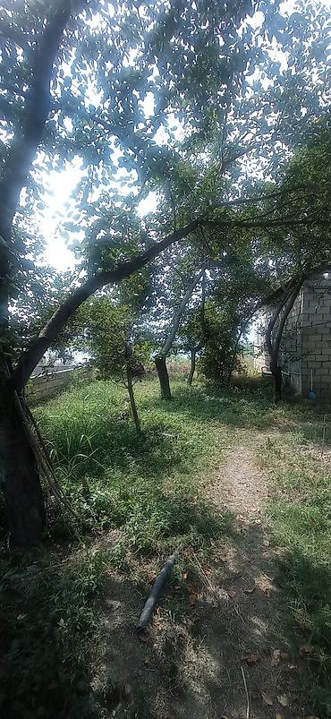 Torpaq sahələrinin satışı: 14 sot, Biznes üçün, Mülkiyyətçi, Kupça (Çıxarış) -da lalafo.az — 21 Torpaq sahələrinin satışı: 14 sot, Biznes üçün, Mülkiyyətçi, Kupça (Çıxarış) — 21