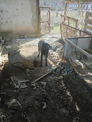 Отдам даром собаку: Собака даром: Курцхаар, 10 месяцев, Самка, С прививкой — 14