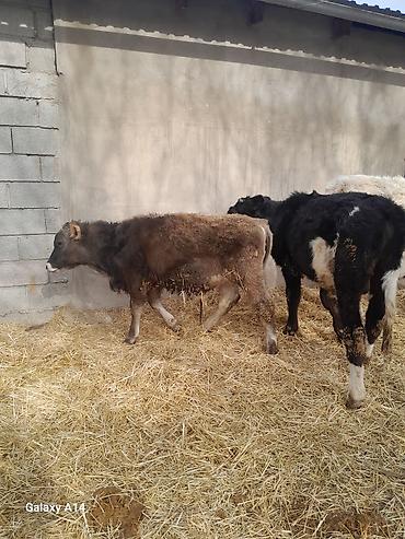 Коровы, быки: Продаю | Бык (самец) | Полукровка | На откорм — 11