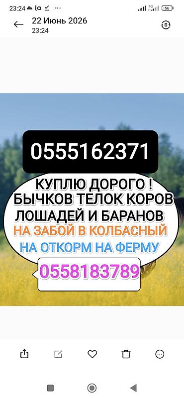 бычки гелефорд: Колбасный цех : Коровы, быки, | На забой, на мясо — 1