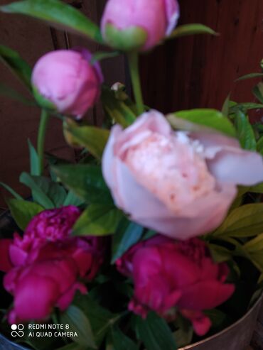 цветы хризантемы: Уруктар жана көчөттөр Пиондор, Өзү алып кетүү