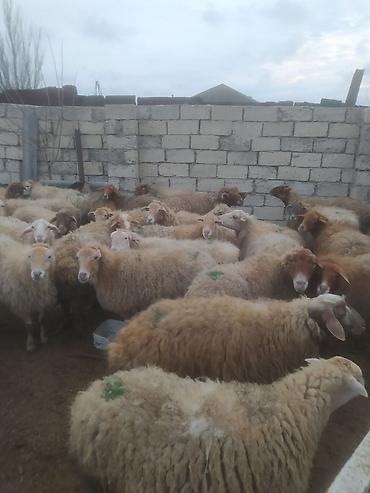 Digər kənd təsərrüfatı heyvanları: Digər kənd təsərrüfatı heyvanları — 5