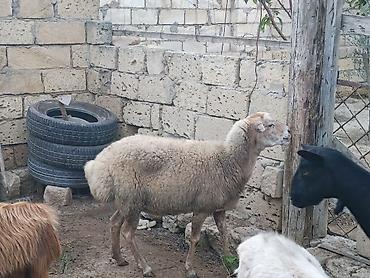 qoyun keci: Qoyun – satilir saqlam kok qoyundu — 6
