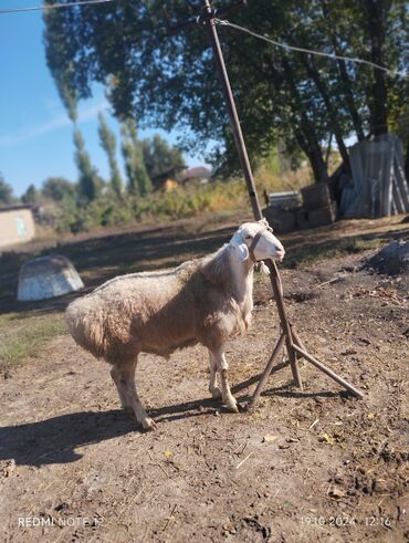 телята продажа: Продаю | Баран (самец) | Полукровка | На забой | Племенные