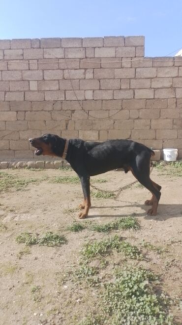 pitbul itləri: Doberman, 11 ay, Erkek, Peyvəndli, Pulsuz çatdırılma