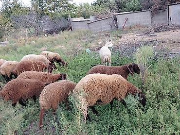 it satisi baki: Dişi, Qala, il: 1, 50 kq, Damazlıq — 3