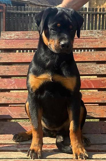 Pets & Animals: Dve vrhunske ženke R O T V A J L E R A Otac: Xeno von der Crossener — 2