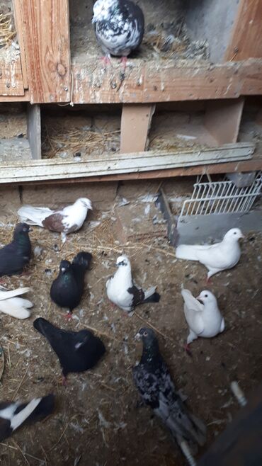 Göyərçinlər: Məhsul: Ev göyərçinləri (bir neçə rəngdə və növdə) Təsvir: - — 4