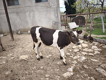 Mal-qara: Dana, buzov, Dişi, Holsteyn, Simental, ay: 1, Südlük, Damazlıq, Ödənişli çatdırılma, Ünvandan götürmə — 8