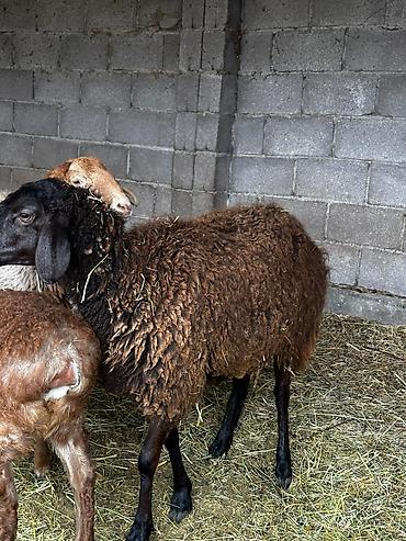 Баран, овца: Продаю | Овца (самка) | Для разведения — 4