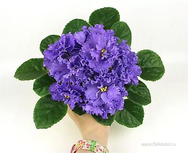 Фиалки и глоксинии: 🌱🌺🌱 Продаю сортовые ДЕТКИ стандартных, трейлерныхмини и полумини — 3