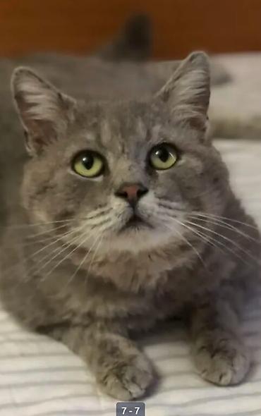 Отдам даром кошку: Кошка даром: Беспородная, 1 год, Мальчик, Кастрирована, Приучена к лотку, Проглистована — 1