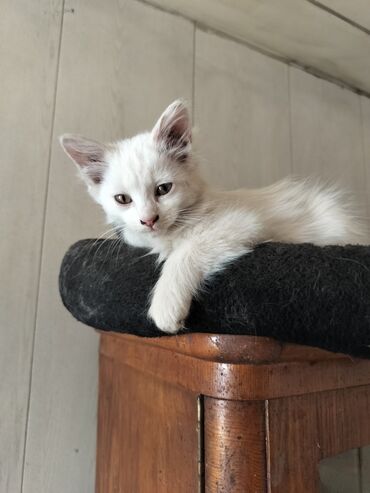 котята сибирской кошки: 2 месяца, Мальчик, Белый, Приучена к лотку, Проглистована