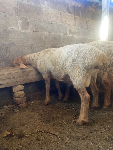 дом для собака: Продаю | Ягненок | Полукровка | На забой, Для разведения | Племенные