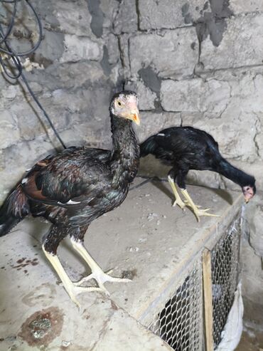 Cücələr: Toyuq cücələri, Damazlıq, Ünvandan götürmə — 2