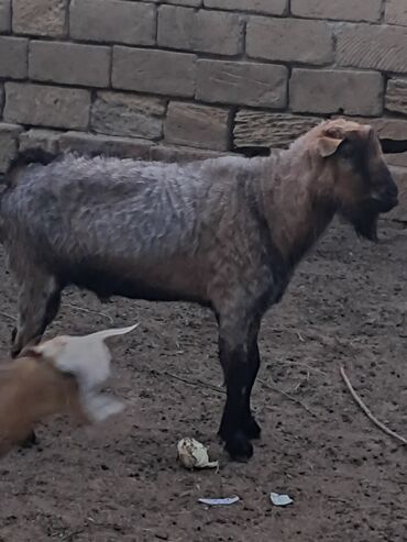 çəpiş əti: Erkək, Alpine, il: 2, 4 kq, Ünvandan götürmə