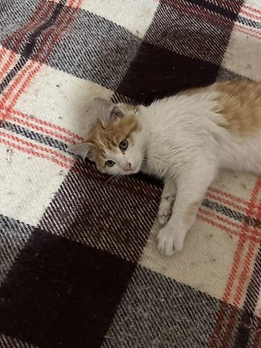 Отдам даром кошку: Кошка даром: Беспородная, 3 месяца, Мальчик, Приучена к лотку — 2