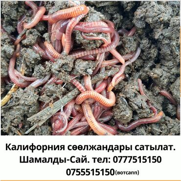 Все для дома и сада - Кызыл-Кия: Калифорния сөөлжаны