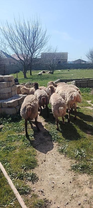 brama toyuqlari satisi: Qurbanliq ve toxumluq Qoclar ve quzular 40 kilodan 70 kiloya qeder her — 3