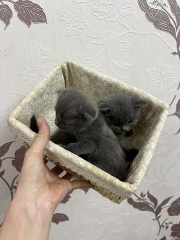 меняю авто на скот: Скотиш Фолд (Шотландиялык шалпаң кулак), 1 айлык, Ургаачы, Боз, Лотокко барууга үйрөтүлгөн
