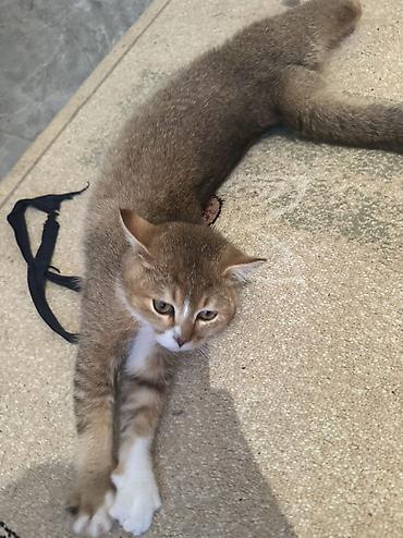 Pişiklər: Britan — 7