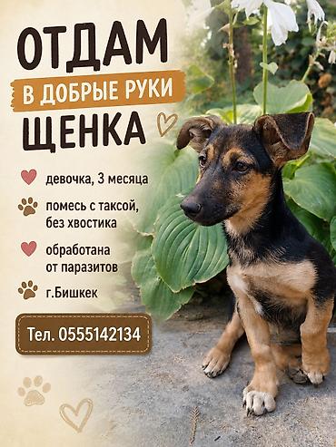 стерилизация собак: Собака даром: 3 месяца, Самка — 1
