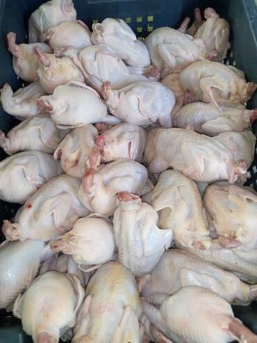 маска гоуста из call of duty бишкек: Перепёлки . Мы в центре города