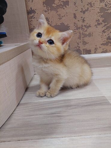 Pişiklər: Qızıl şinşilla, Erkək, Dişi, Yaxşı əllərə, Ünvandan götürmə -da lalafo.az — 1 Pişiklər: Qızıl şinşilla, Erkək, Dişi, Yaxşı əllərə, Ünvandan götürmə — 1