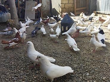 atin yeheri: Salam Aleykum Tergizme tutulma kom quşlar aliram Bakı ətrafı vatsapa — 1