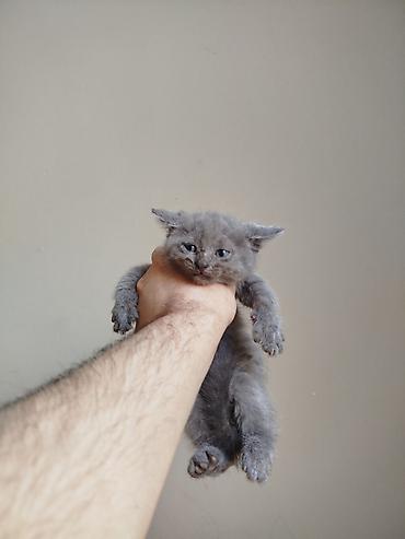 Кошки: Шотландская, Самка, Самец, В добрые руки, Самовывоз — 10