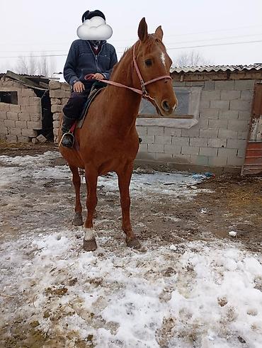 кой рамановский: Продаю | Жеребец | Дончак | Конный спорт | Племенные — 3